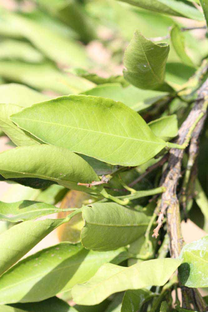              Unifoliolate leaf (Riverside, CA)       